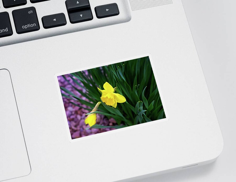 Daffodil Print Sticker featuring the photograph Daffodil Print by Gwen Gibson