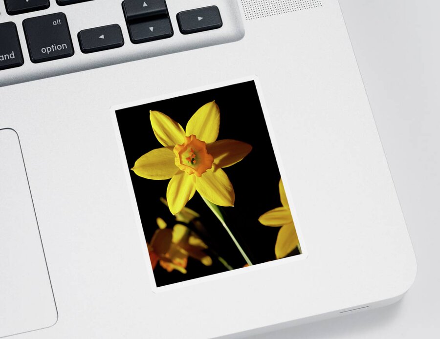 Daffodil Sticker featuring the photograph Daffodil by Robert Douglas