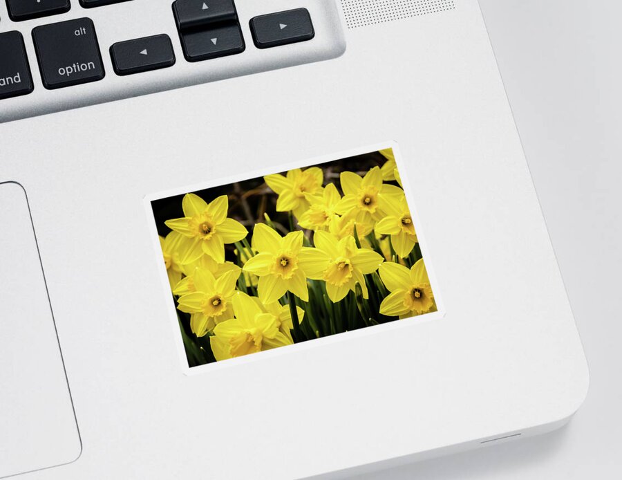 Daffodil Sticker featuring the photograph Daffodils in the Spring Garden by Craig A Walker