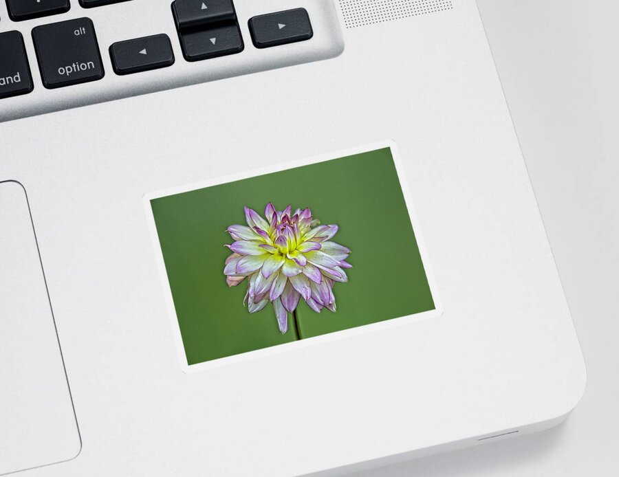 Flower Sticker featuring the photograph Dahlia Delight by Allen Nice-Webb