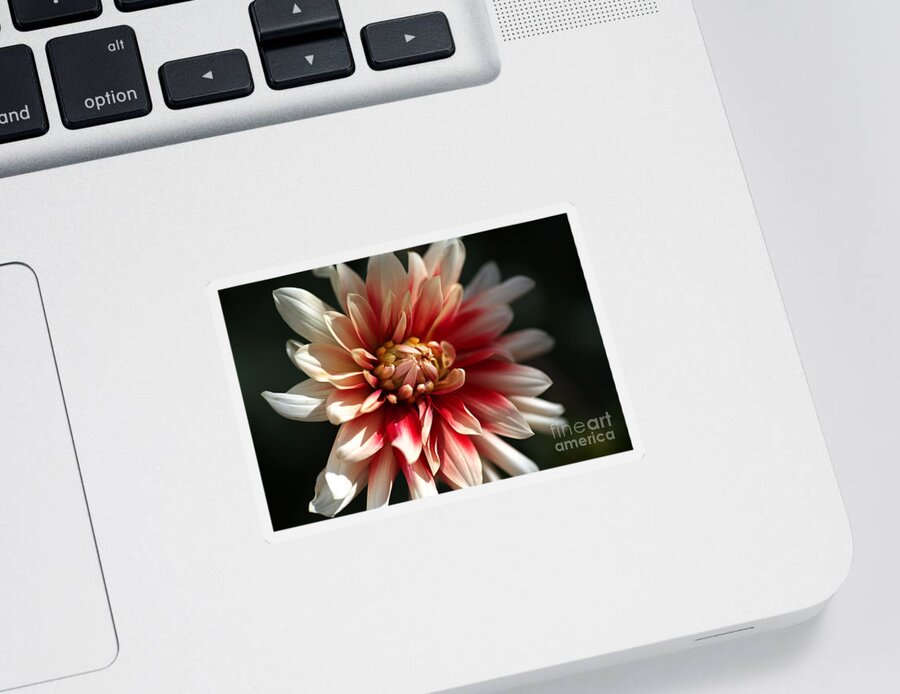 Fire And Ice Sticker featuring the photograph Dahlia Warmth by Joy Watson
