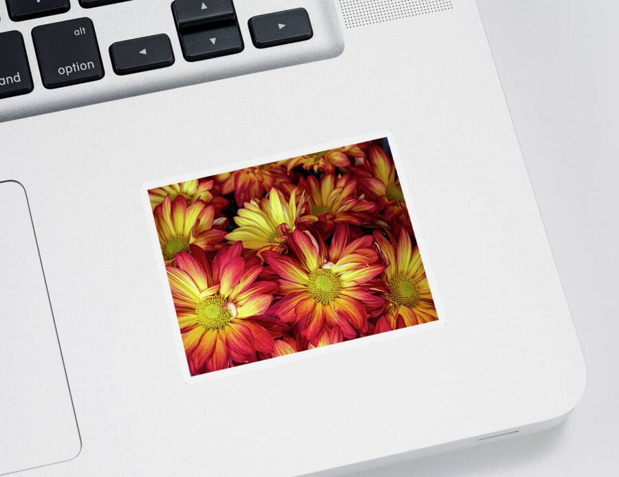 Daisy Mum Sticker featuring the photograph Daisy Mums by Jerry Connally
