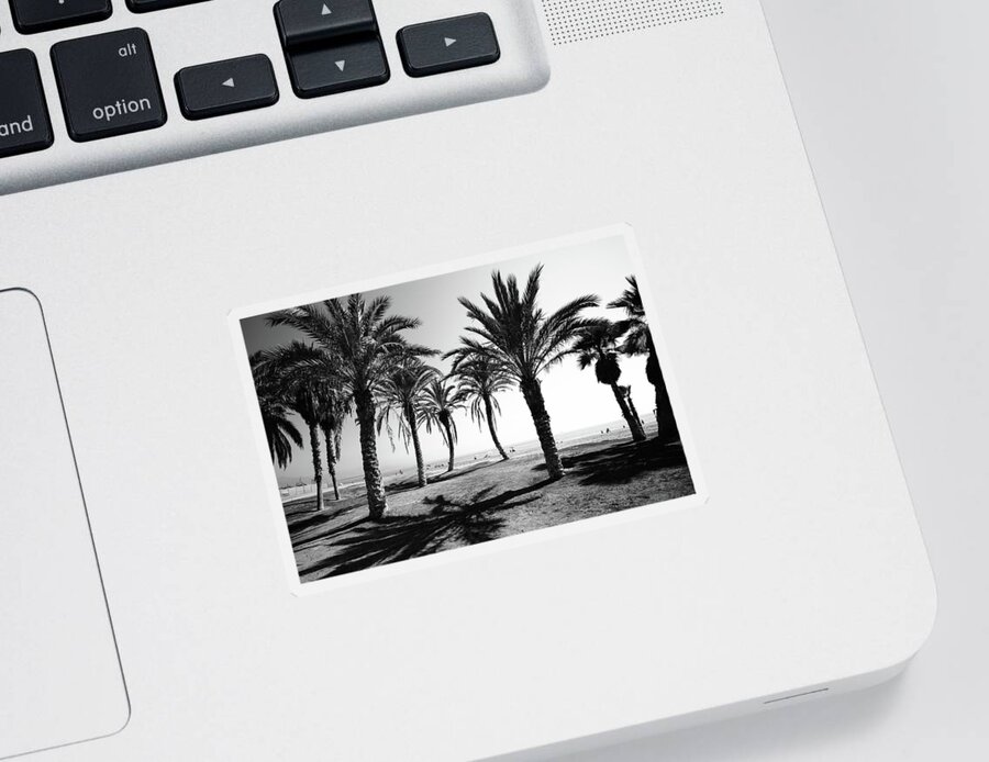Palm Trees Sticker featuring the photograph Dancing Palms by Gary Browne