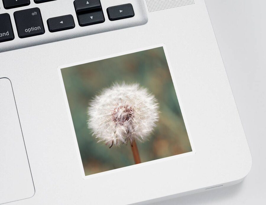 Dandelion Clock Sticker featuring the photograph Dandelion Seed Head by Tanya C Smith