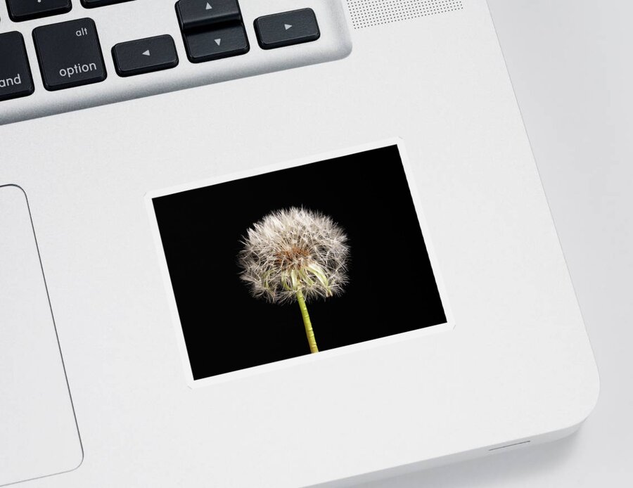 Dandelion Sticker featuring the photograph Dandelion Seeds on Black by Amelia Pearn