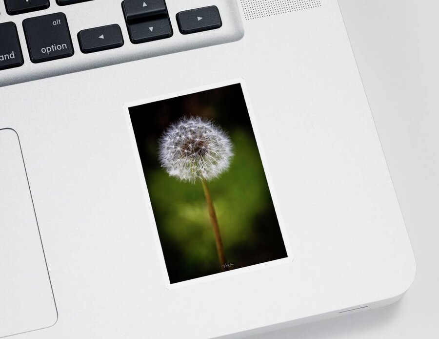 Dandelion Sticker featuring the photograph The Dandelion #2 by Vicki Walsh
