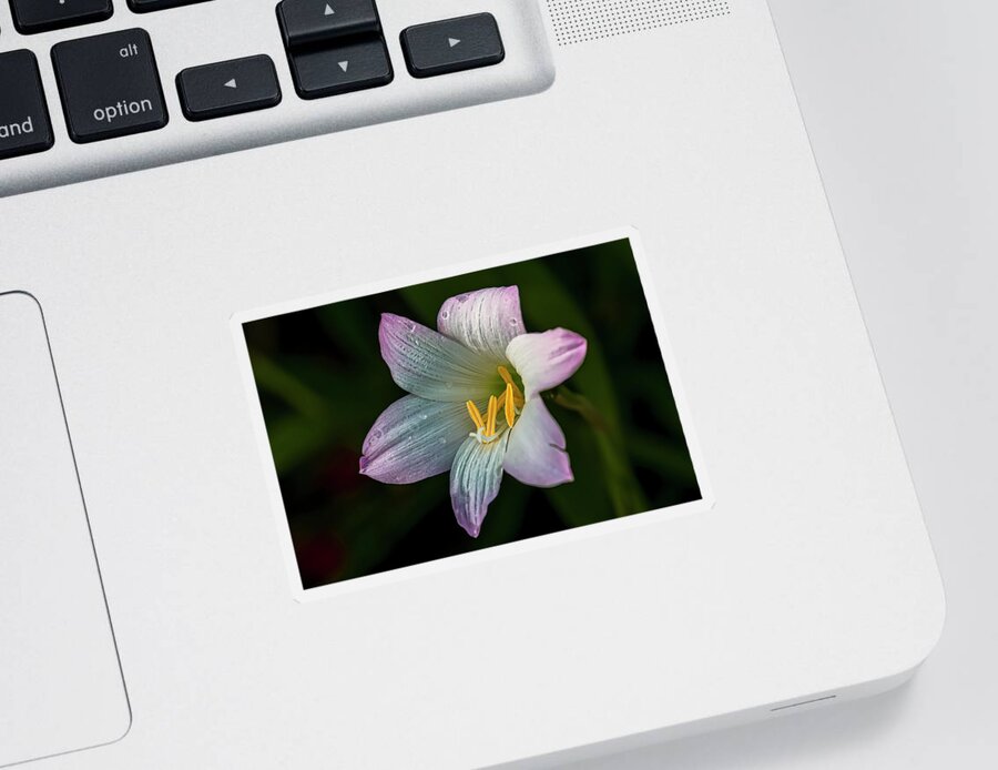  Sticker featuring the photograph Day Lilly by Lou Novick