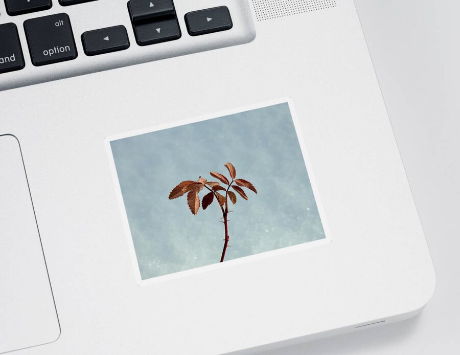  Sticker featuring the photograph December rose by Nicola Finch