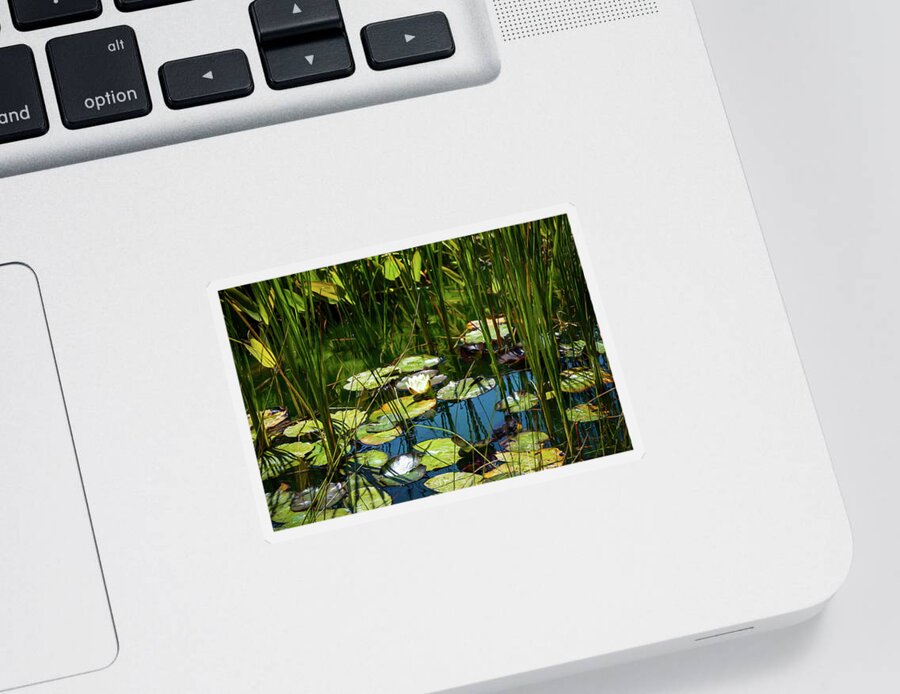 Water Lily Sticker featuring the photograph Deep in the Lily Pond by Bonnie Follett