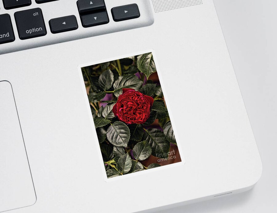 Rose Sticker featuring the photograph Deep Red Rose by Elaine Teague