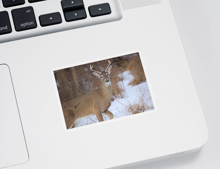Deer Sticker featuring the photograph Deer in Winter by Nancy Ayanna Wyatt