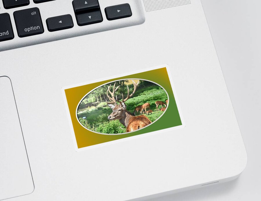 Deer Sticker featuring the photograph Deer with Antlers by Nancy Ayanna Wyatt