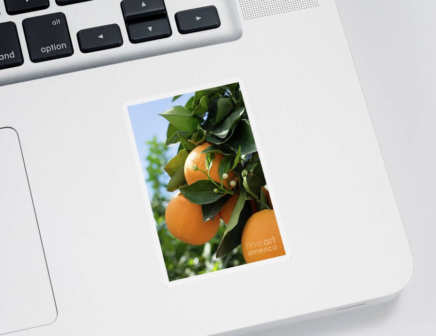 Orange Blossom Sticker featuring the photograph Delicious oranges and white buds, orange blossom in Spain by Adriana Mueller