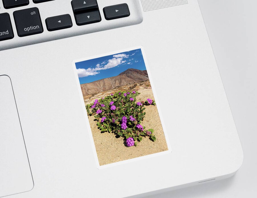 Anza - Borrego Desert State Park Sticker featuring the photograph Desert Sand Verbena by Peter Tellone