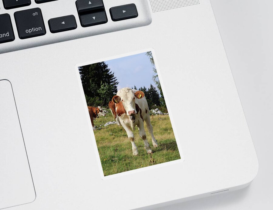 Hochkar Sticker featuring the photograph Detail on Pinzgauer cattle cow on meadows in the Austrian Alps. beautiful brown and white organizes the freshest grass without harmful substances. Hochkar mountain, Austria by Vaclav Sonnek