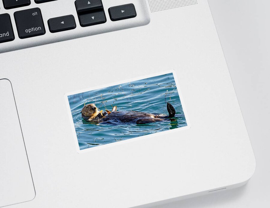 Kj Swan Aquatic Animals Sticker featuring the photograph Dining Al Fresco - Sea Otter by KJ Swan