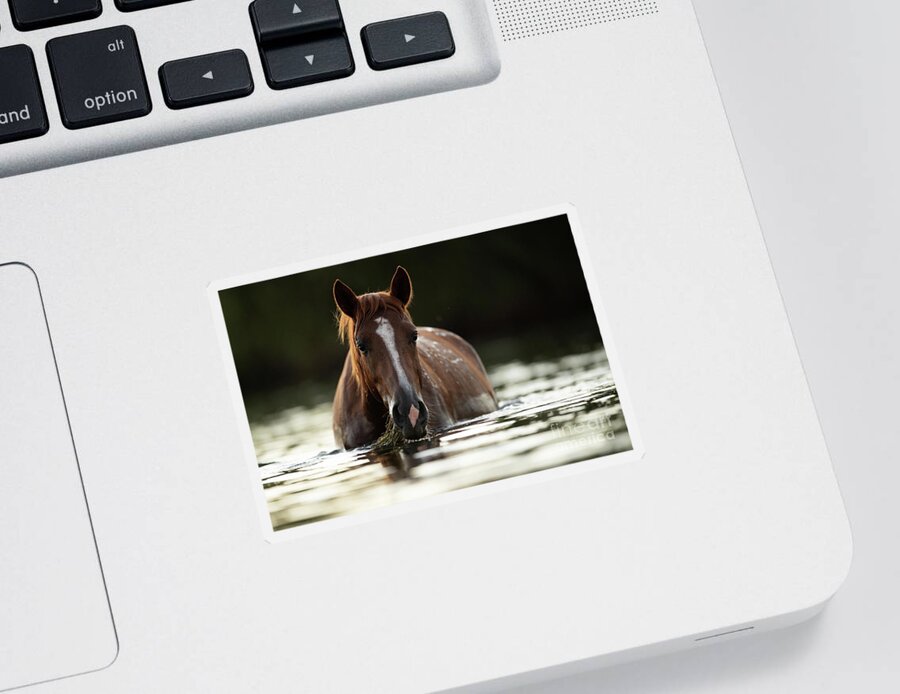 Salt River Wild Horses Sticker featuring the photograph Dinner Time by Shannon Hastings