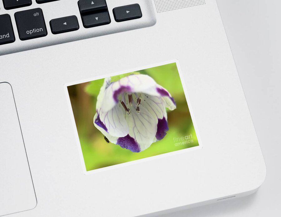 Flower Sticker featuring the photograph Discovered by Catherine Wilson