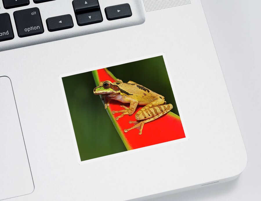 Masked Tree Frog Sticker featuring the photograph Disguise by Tony Beck