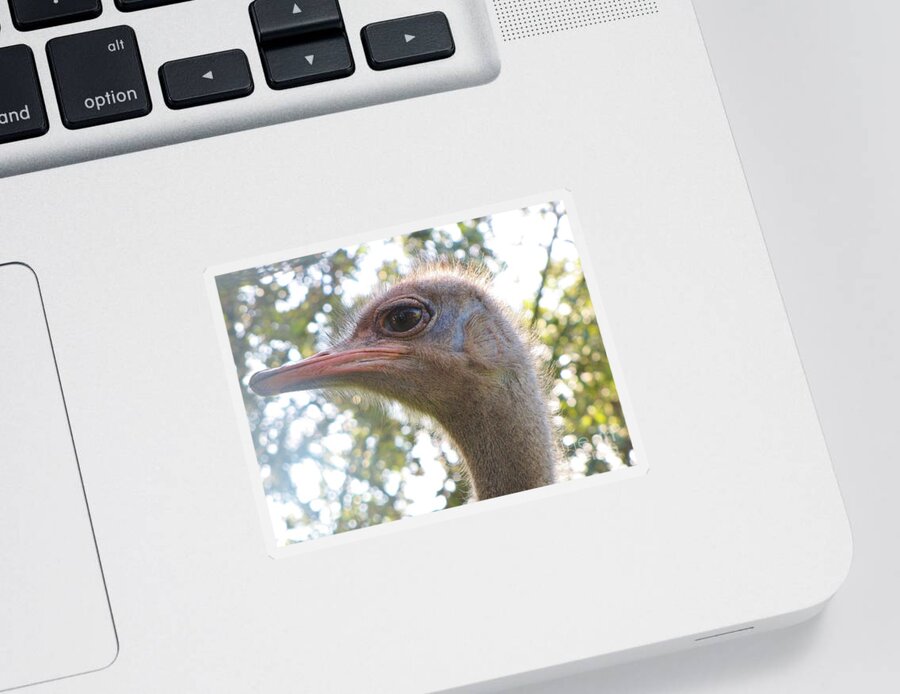 African Flightless Bird Sticker featuring the photograph Do You See What I See? by World Reflections By Sharon