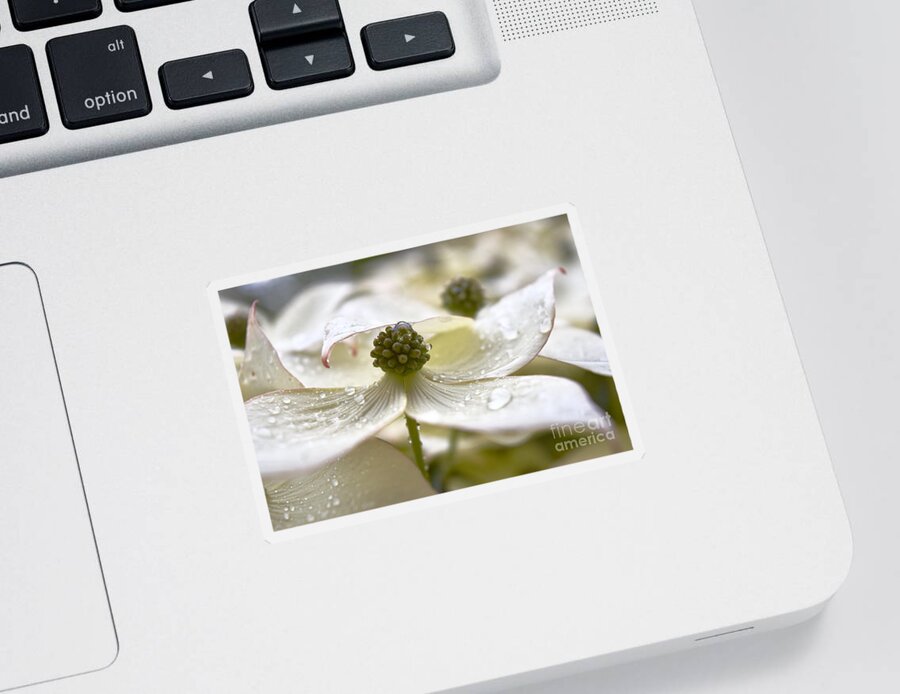 Kousa Dogwood Sticker featuring the photograph Dogwood Delicate Raindrops by Debra Banks