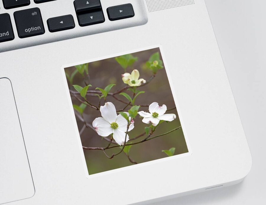 Dogwood Sticker featuring the photograph Dogwood In Spring #3 by Mindy Musick King
