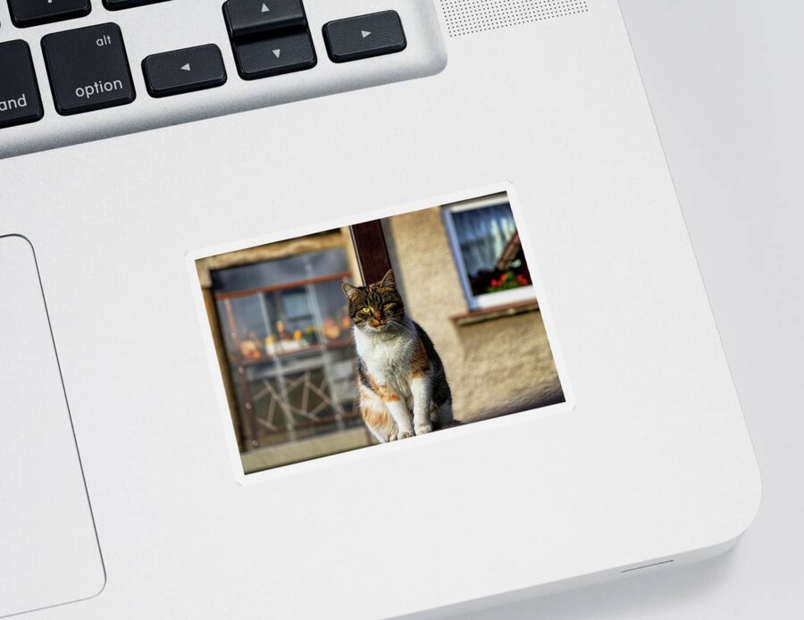 Liza Sticker featuring the photograph Domestic stylish kitten sitting in the corner. Plump cat watchs some move in garden. Intelligent cute cat. Interesting cat face. Serious Felis catus by Vaclav Sonnek