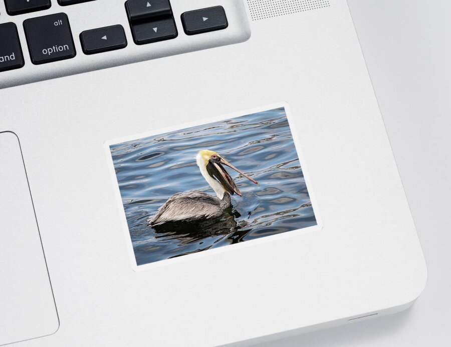 Pelican Sticker featuring the photograph Don't Talk With Your Mouth Full by Gerri Bigler