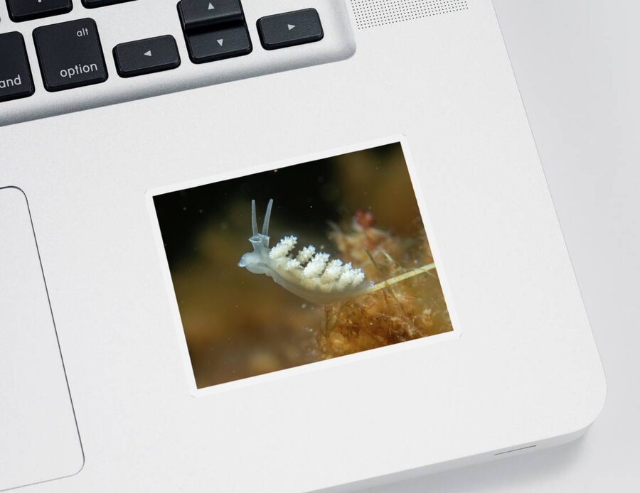 Nudibranch Sticker featuring the photograph Doto nudibranch by Brian Weber