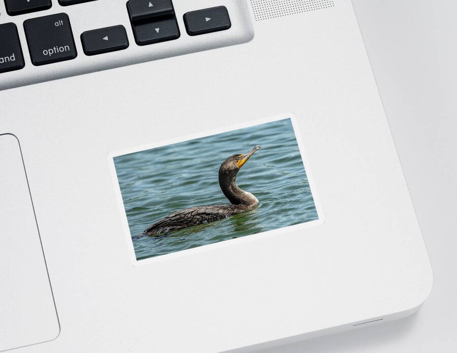 Double-crested Cormorant Sticker featuring the photograph Double-crested Cormorant 2483-041421-2 by Tam Ryan