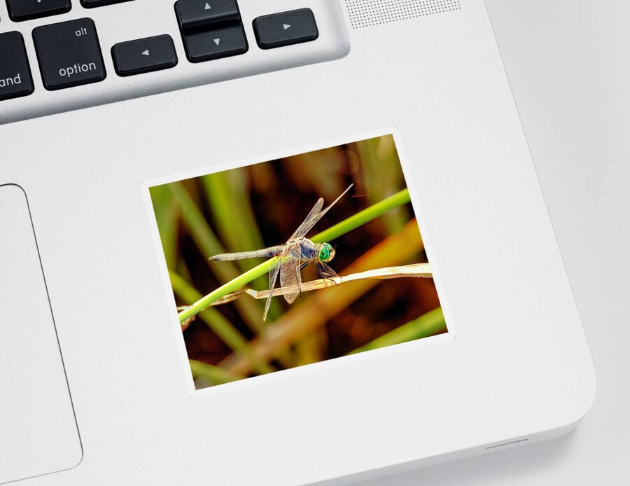 2021 Sticker featuring the photograph Dragonfly 4 by James Sage