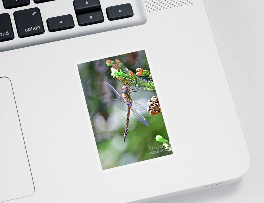 Dragonfly Sticker featuring the photograph Dragonfly by Amazing Action Photo Video