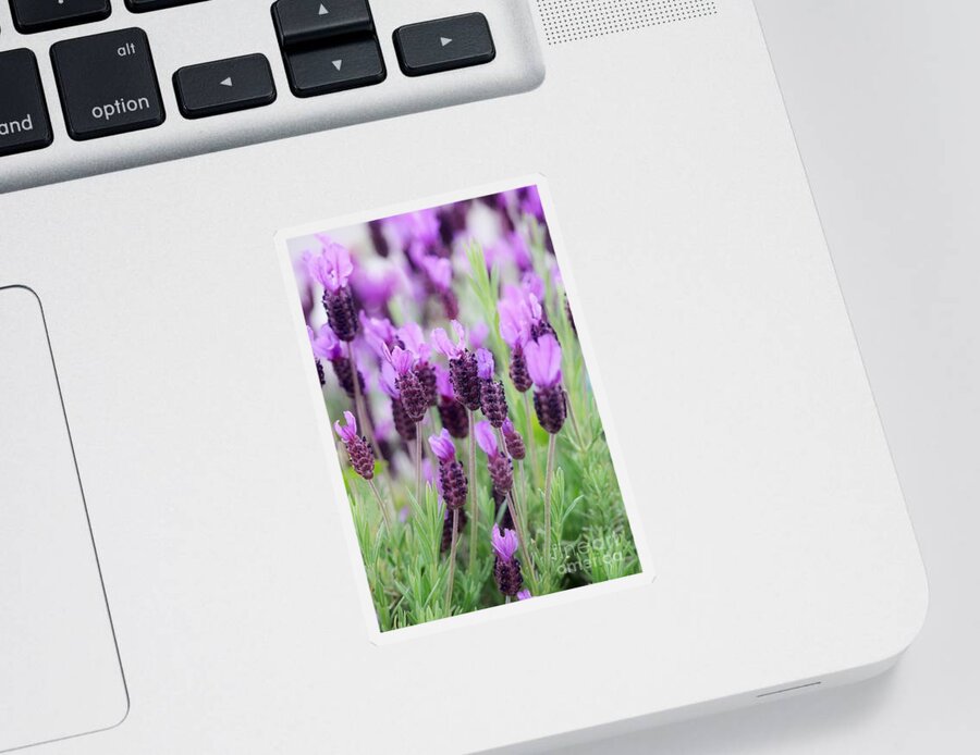 Lavender Sticker featuring the photograph Dreamy Lavender by Carol Groenen