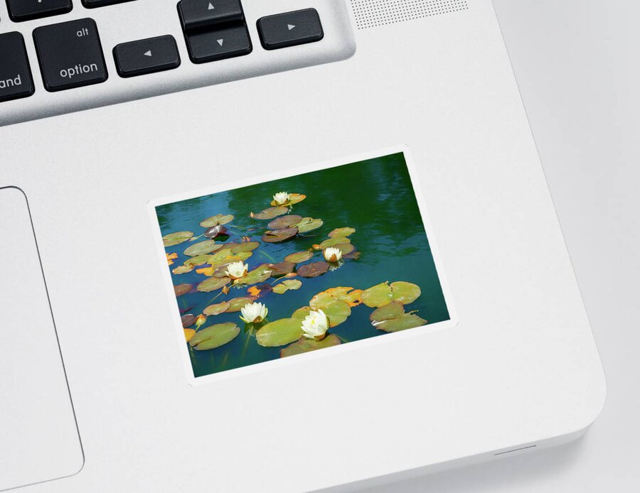 Water Lily Sticker featuring the photograph Dreamy Water Lilies on Pond by Bonnie Follett