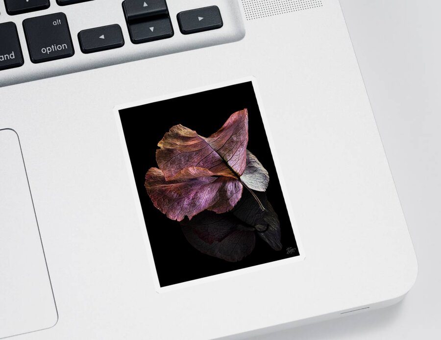 Bougainvillea Sticker featuring the photograph Dry Bougainvillea Flower 1 by Endre Balogh