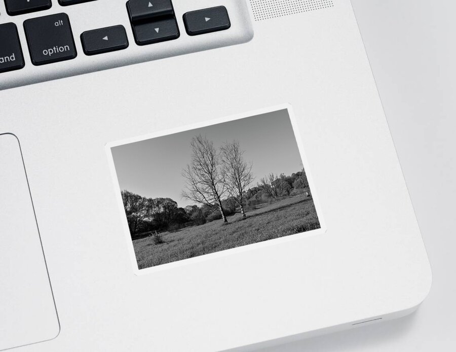Trees Dry Out Over Time. B.w. Sticker featuring the photograph Dry trees. by Sergei Fomichev