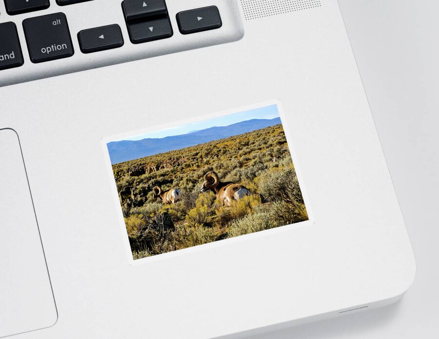 Bighorn Sheep Sticker featuring the photograph Wild Bighorn Sheep - New Mexico by Earth And Spirit