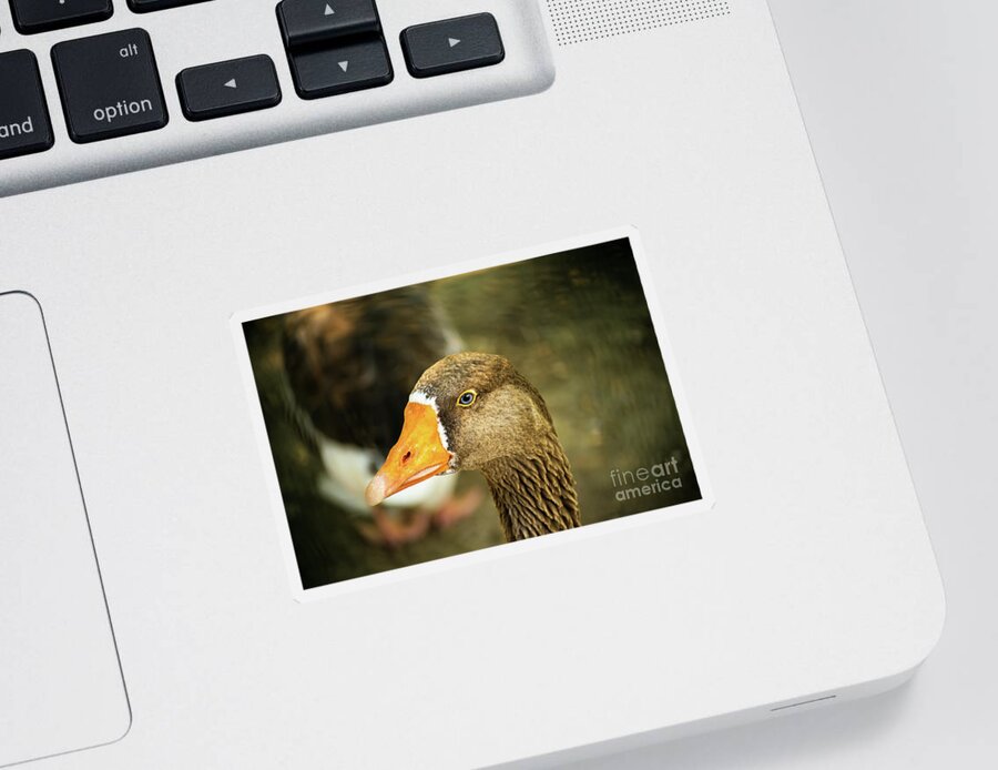 Duck Sticker featuring the photograph Duck face by Mendelex Photography