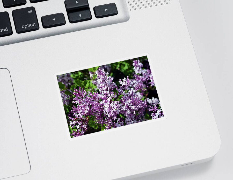 Lilac Tree Sticker featuring the photograph Dwarf Lilac Tree by Terence Davis