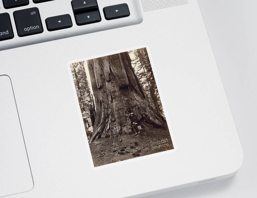 19th Sticker featuring the photograph Eadweard Muybridge and General Grant Tree, c. 1864 by Getty Research Institute
