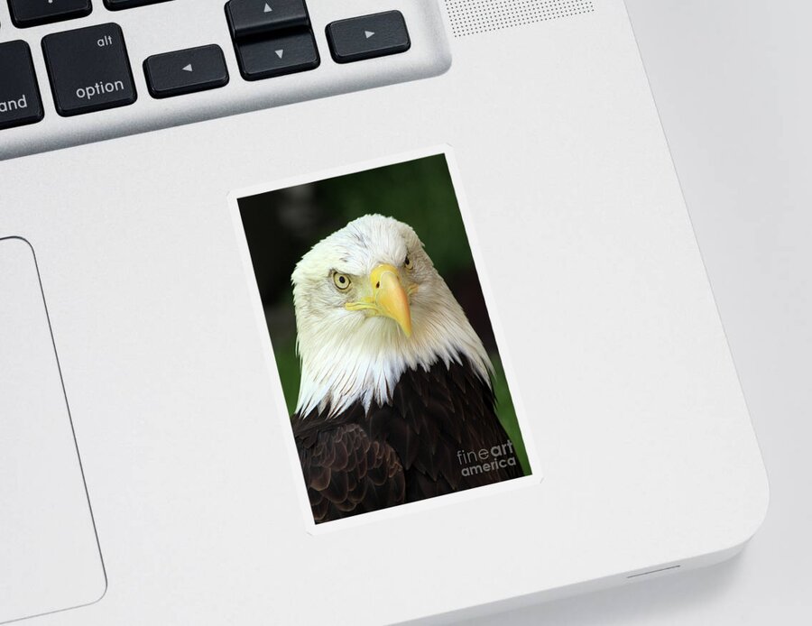 Eagle Sticker featuring the photograph Eagle by Paula Guttilla
