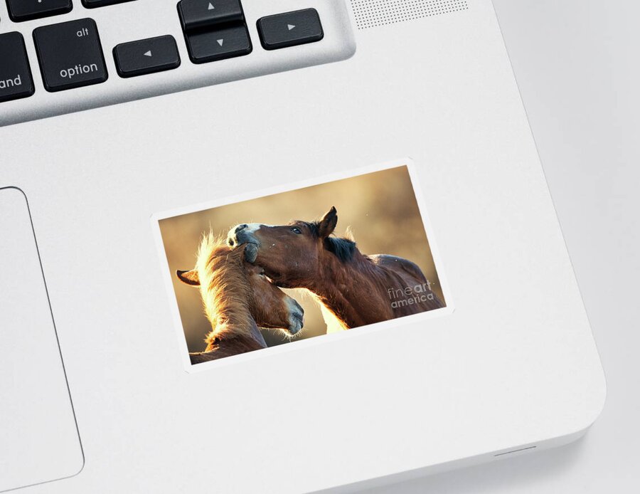 Salt River Wild Horses Sticker featuring the photograph Ear Nibble by Shannon Hastings
