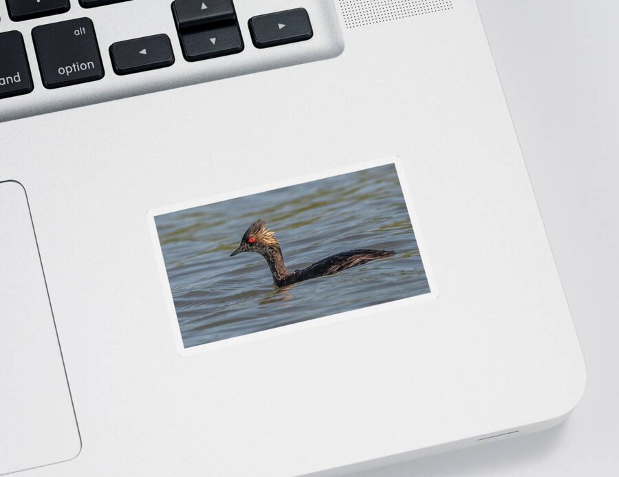 Eared Grebe Sticker featuring the photograph Eared Grebe 4904-042121-3 by Tam Ryan