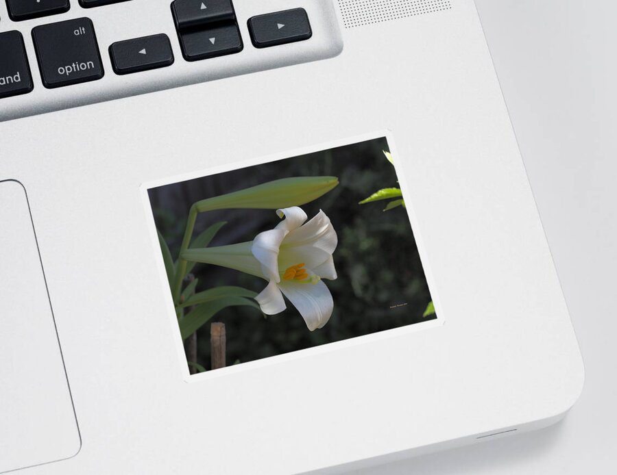 Botanical Sticker featuring the photograph Easter Lily Late Bloom by Richard Thomas