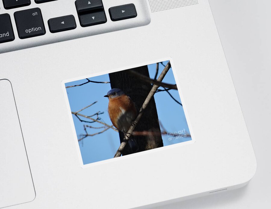 Winter Sticker featuring the photograph Eastern Bluebird at Traditions by Christopher Plummer