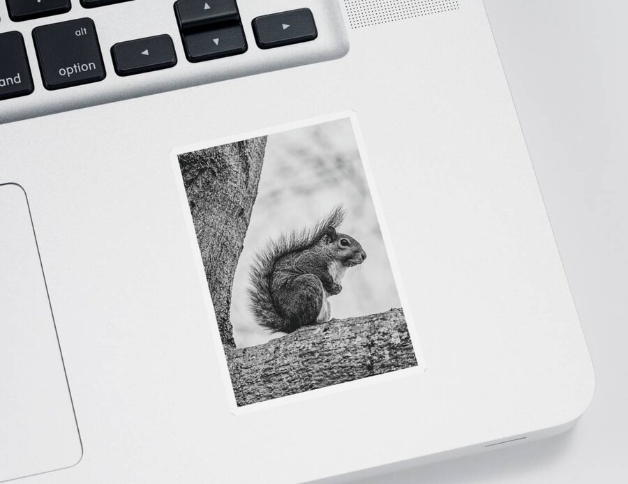 Squirrel Sticker featuring the photograph Eastern Gray Squirrel in a Tree 1 Black and White by Rachel Morrison