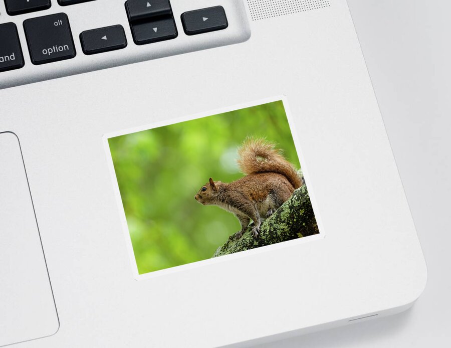 Squirrel Sticker featuring the photograph Eastern Gray Squirrel in a Tree by Rachel Morrison