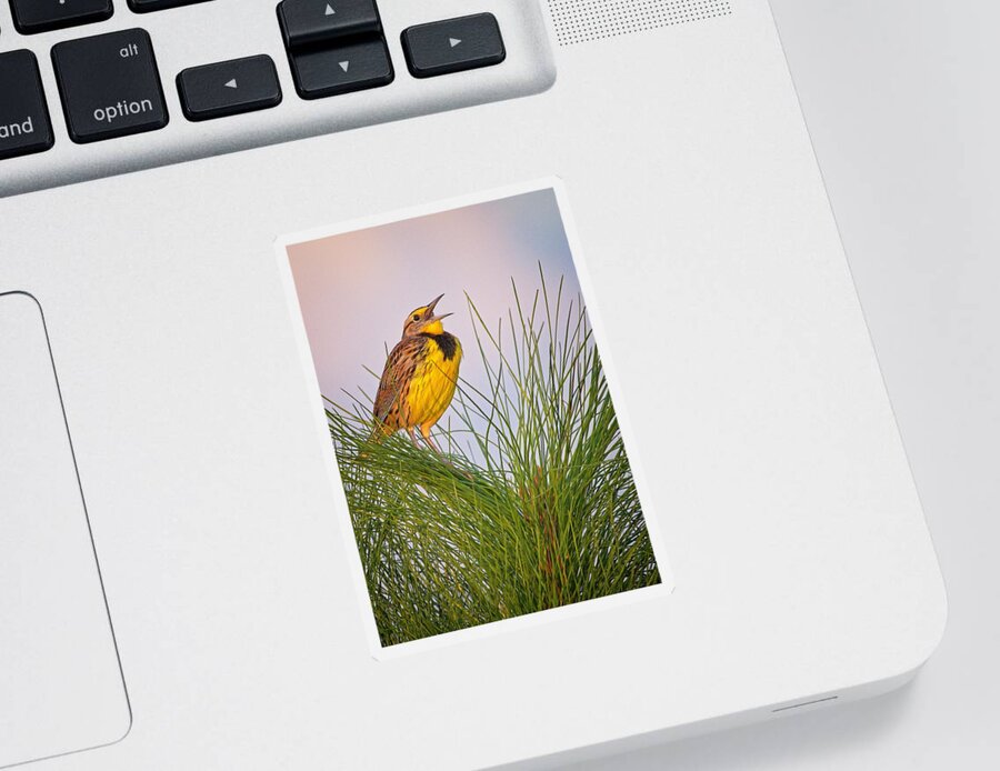 Bird Sticker featuring the photograph Eastern Meadowlark by Steve DaPonte