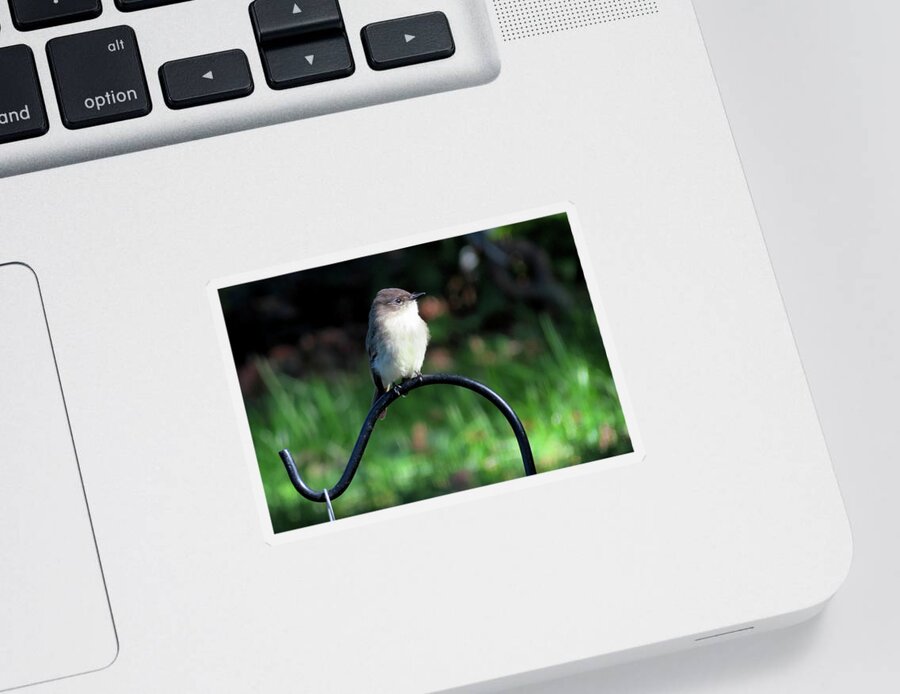 Birds Sticker featuring the photograph Eastern Phoebe by Linda Stern