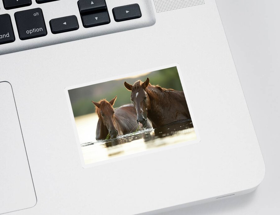Salt River Wild Horses Sticker featuring the photograph Eelgrass Snorkeling by Shannon Hastings